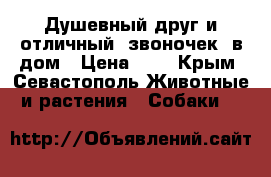 Душевный друг и отличный “звоночек“ в дом › Цена ­ 1 - Крым, Севастополь Животные и растения » Собаки   